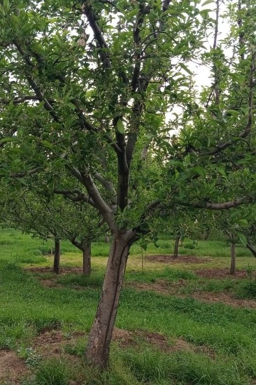 The Golden valley of kashmir 