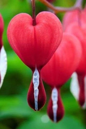 Story | Dicentra (Bleeding Hearts) -- Part 1