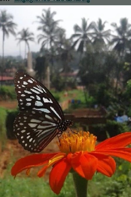 Story | കിനാവ് 