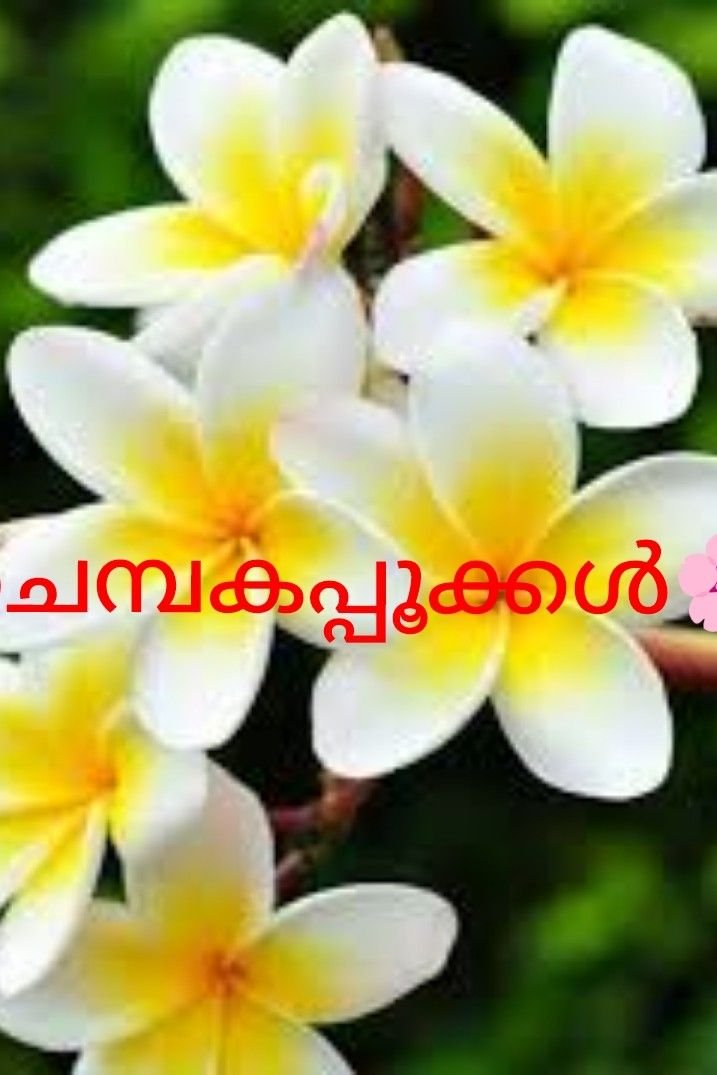 Story | 🌷🌷🌿🌿ചെമ്പകപ്പൂക്കൾ 🍀🍀🌸🌸