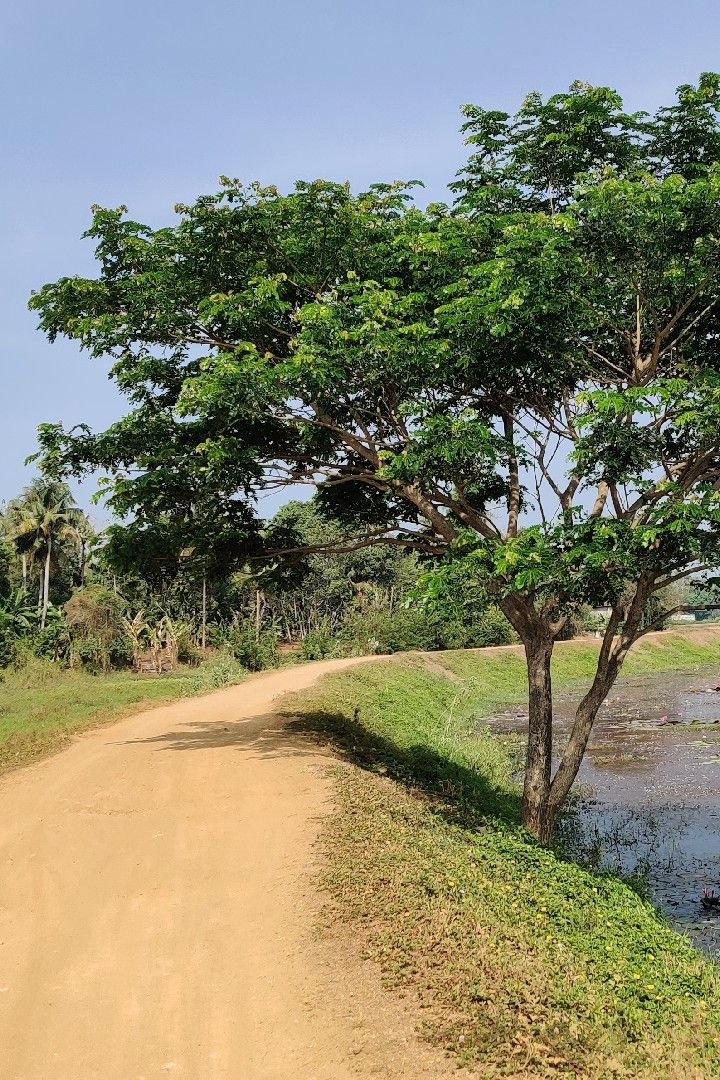 മാഞ്ഞു പോയ വഴിയിൽ 