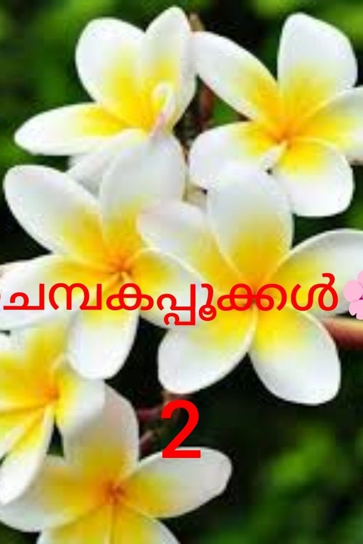 Story | 🌷🌷🌿🌿ചെമ്പകപ്പൂക്കൾ -2🍀🍀🌸🌸