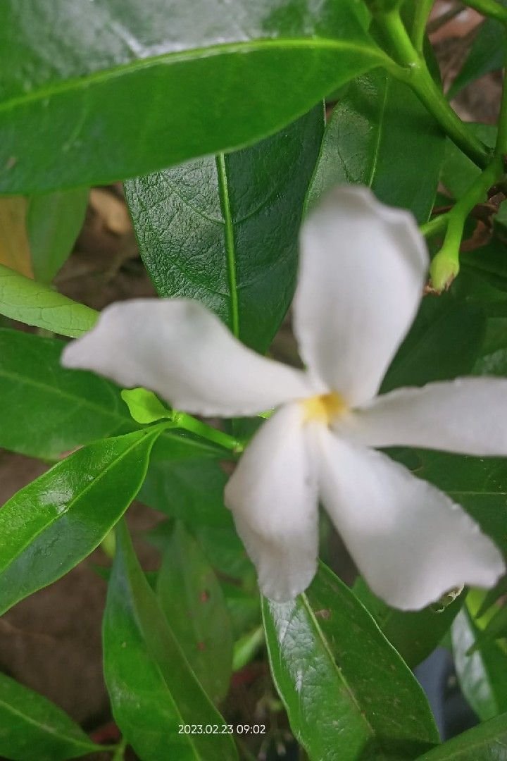 മലയോരം 🌷ചെറുകഥ. t. v. ശ്രീദേവി 