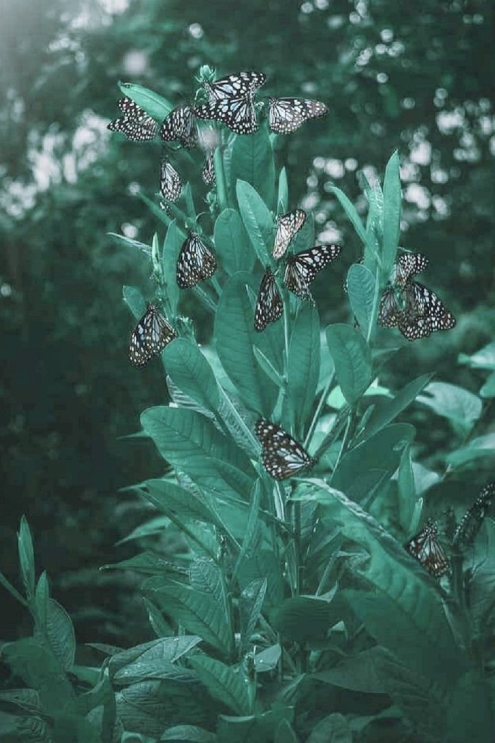 Story | പ്രണയം ❤️